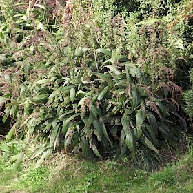 Palm grass