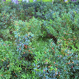 Jerusalem cherry