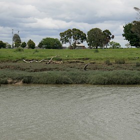 Spartina
