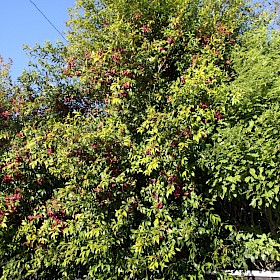 Brush cherry