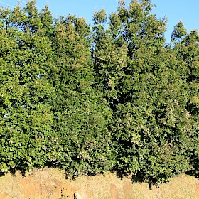 Monkey apple