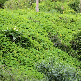 Nasturtium