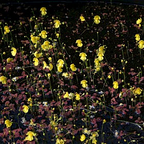 Bladderwort