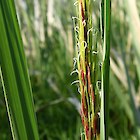 Manchurian rice grass