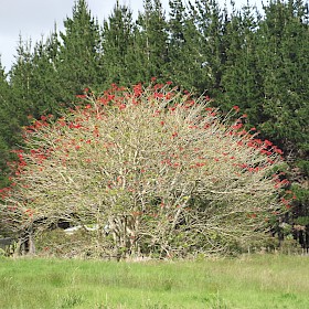 Coral tree