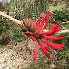 Coral tree