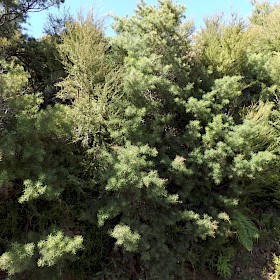Needlebush