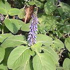 Blue spur flower