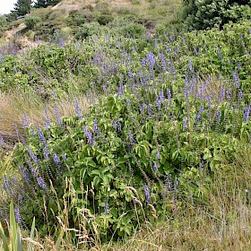 Blue spur flower