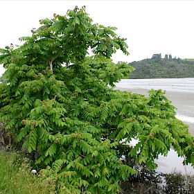 Japanese walnut