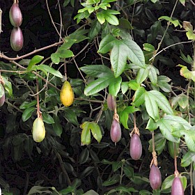 Banana passionfruit