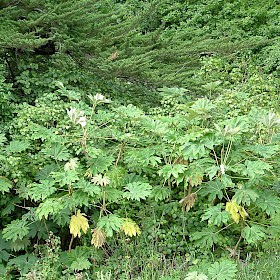 Rice-paper plant