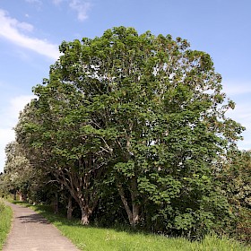 Sycamore