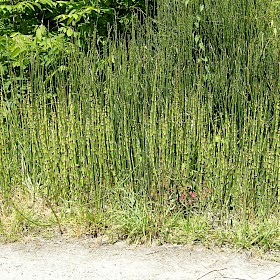 Rough horsetail