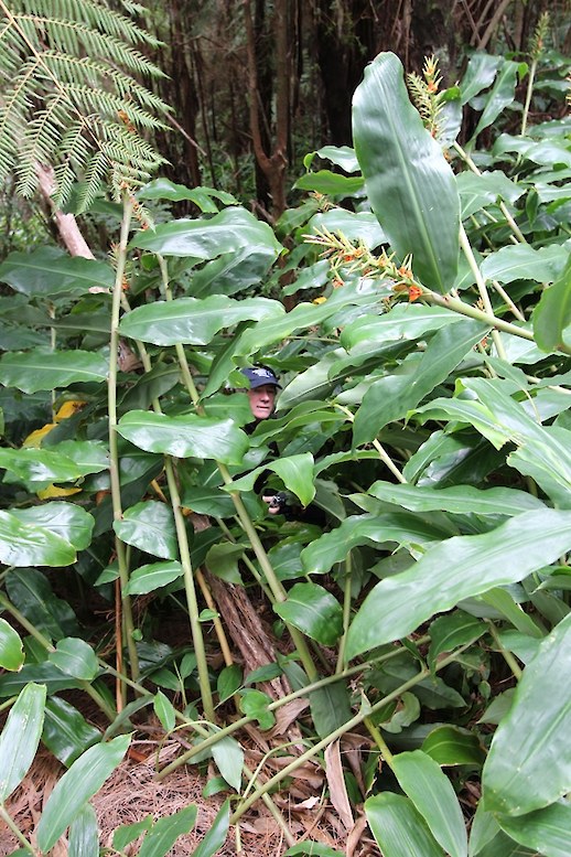 Biosecurity Manager Don McKenzie is dwarfed by invasive wild ginger in the Helena Bay area near Whangarei.