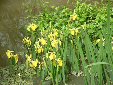 Yellow flag iris on banks of the Waikato River