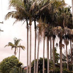 Bangalow palm
