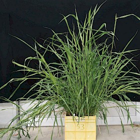 Johnson grass