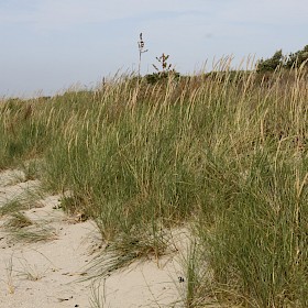 Marram grass